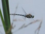 dscf1878.jpg