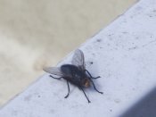 dscf2572.jpg