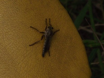 Neoitamus socius