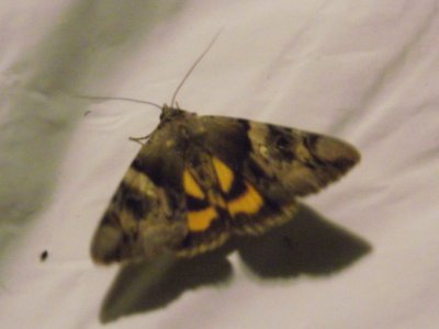 Stužkonoska švestková