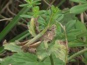 saranče chorthippus dorsatus